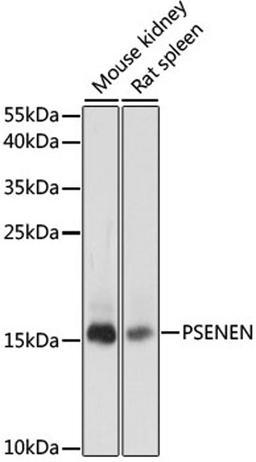 Western blot - PSENEN antibody (A15172)