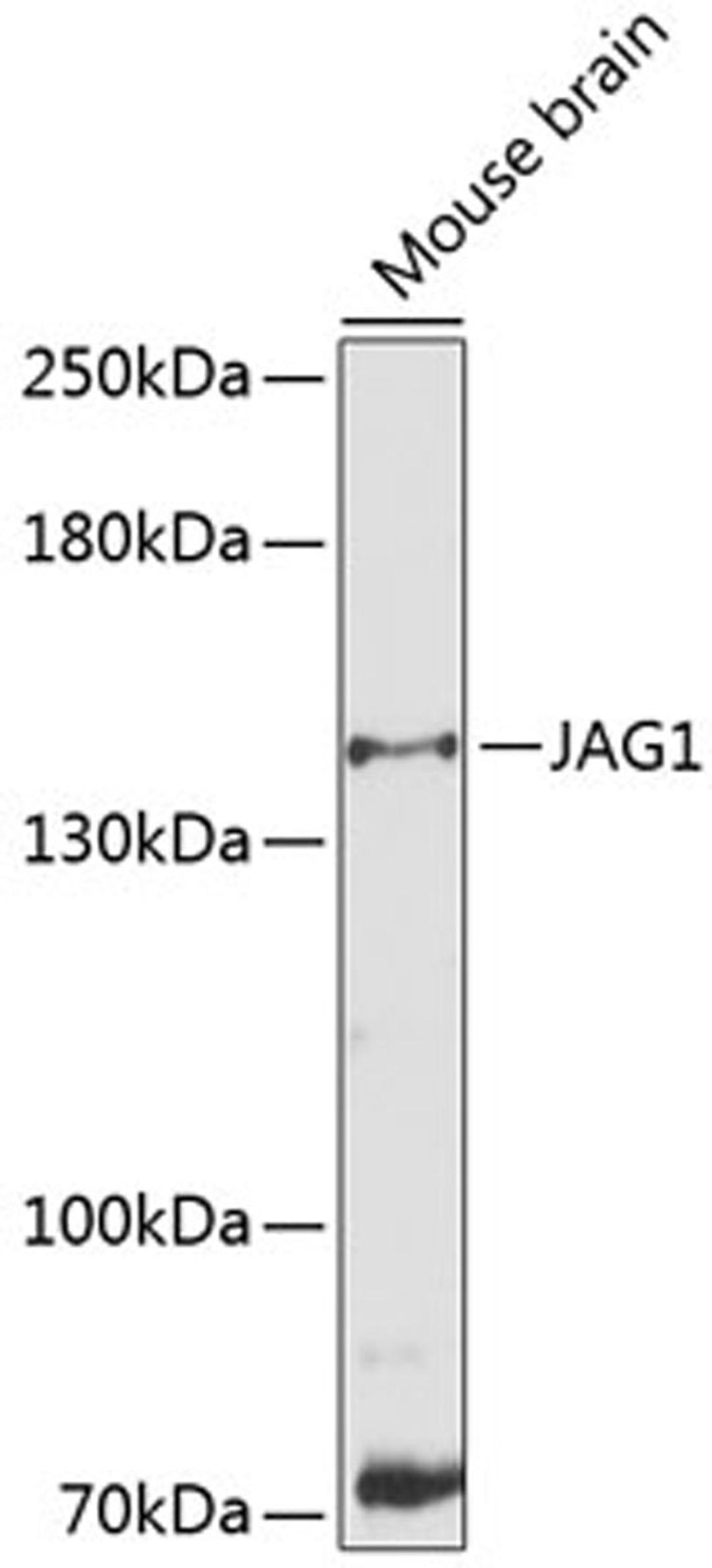 Western blot - JAG1 antibody (A12754)