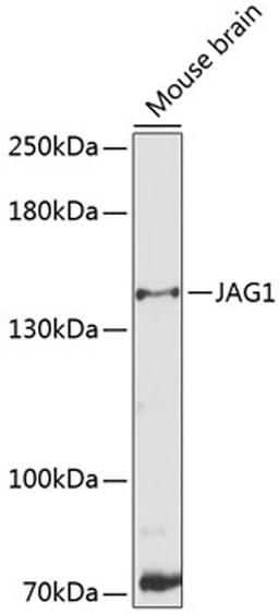 Western blot - JAG1 antibody (A12754)