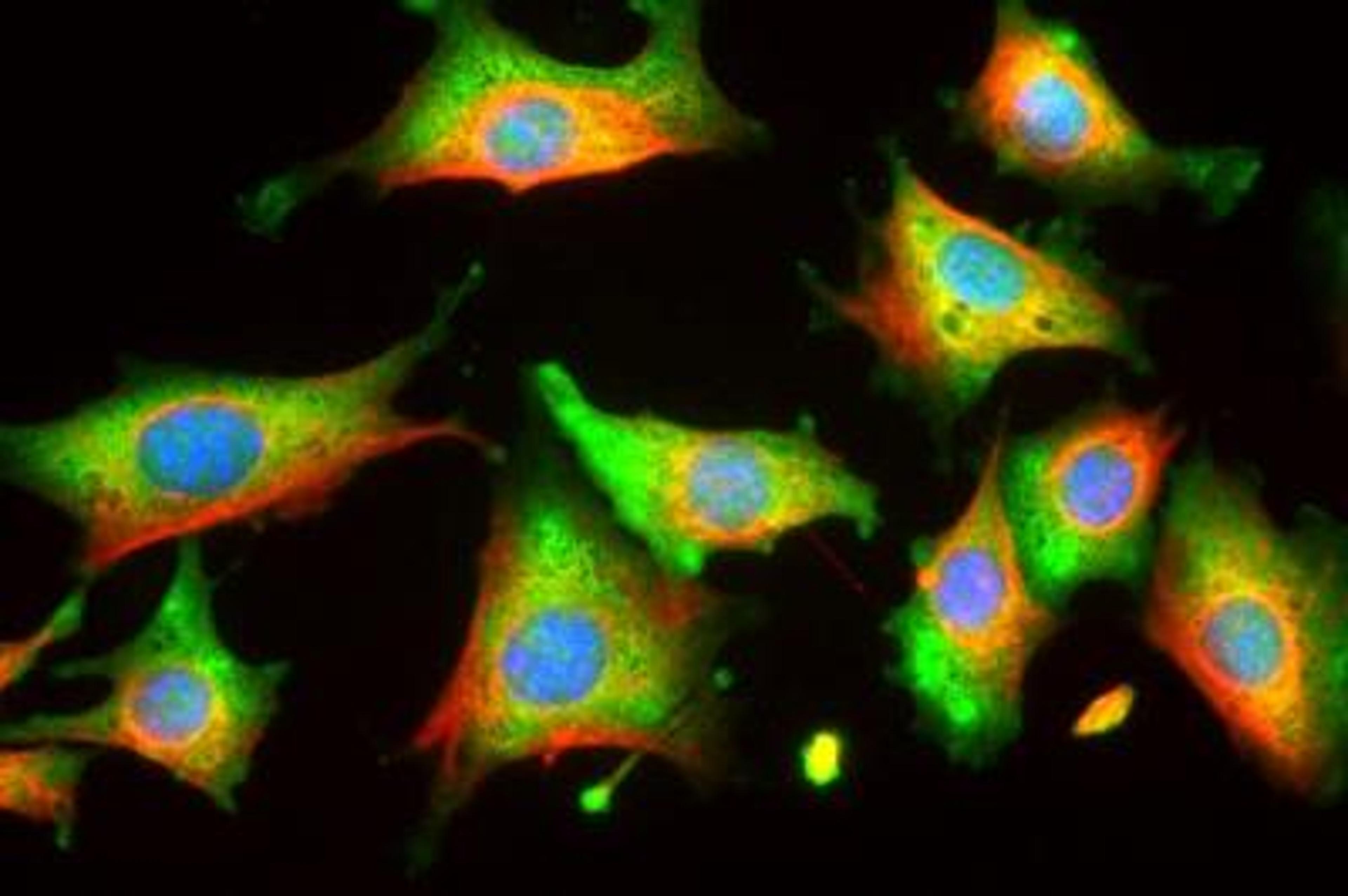 Immunocytochemistry/Immunofluorescence: Enolase 1 Antibody (253) [NBP2-25147] - Rat 3T3 cells stained with NBP2-25147 (green) and counterstained with chicken polyclonal antibody to Vimentin NB300-223 (red) and DNA (blue). NBP2-25147 reveals strong cytoplasmic staining, while the Vimentin antibody reveals cytoplasmic intermediate filaments.