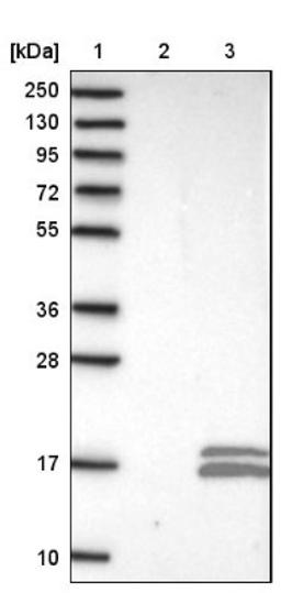 Western Blot: PCBD2 Antibody [NBP1-85281] - Lane 1: Marker [kDa] 250, 130, 95, 72, 55, 36, 28, 17, 10<br/>Lane 2: Negative control (vector only transfected HEK293T lysate)<br/>Lane 3: Over-expression lysate (Co-expressed with a C-terminal myc-DDK tag (~3.1 kDa) in mammalian HEK293T cells, LY403146)