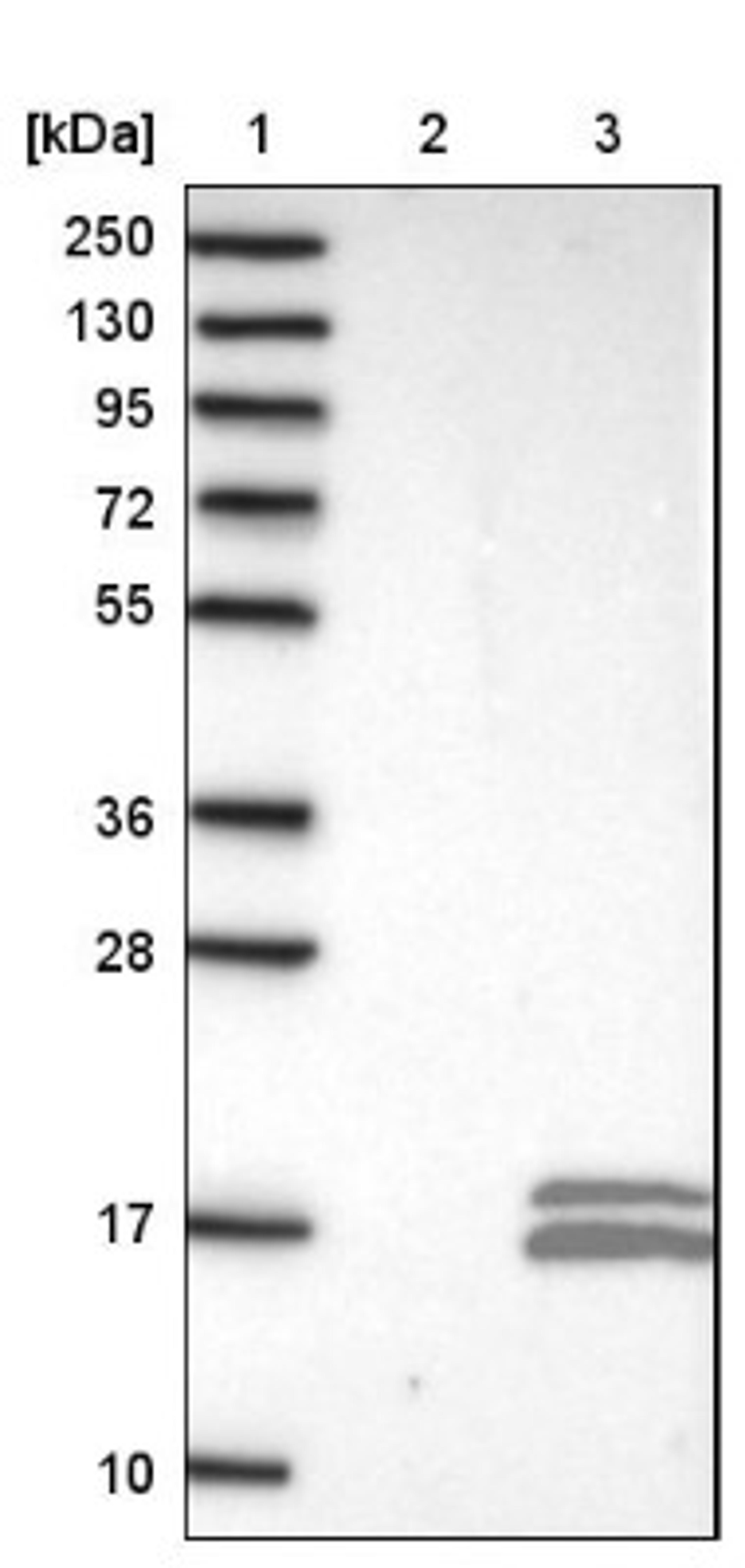 Western Blot: PCBD2 Antibody [NBP1-85281] - Lane 1: Marker [kDa] 250, 130, 95, 72, 55, 36, 28, 17, 10<br/>Lane 2: Negative control (vector only transfected HEK293T lysate)<br/>Lane 3: Over-expression lysate (Co-expressed with a C-terminal myc-DDK tag (~3.1 kDa) in mammalian HEK293T cells, LY403146)