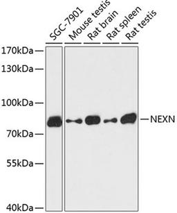 Western blot - NEXN antibody (A13136)