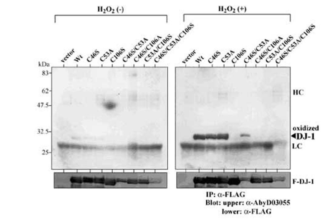 Western blot demonstrating specifity of HCA024 for DJ-1 oxidized at C106