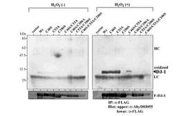 Western blot demonstrating specifity of HCA024 for DJ-1 oxidized at C106