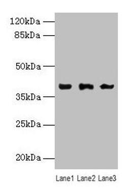Western blot. All lanes: Anxa1 antibody at 12µg/ml. Lane 1: K562 whole cell lysate. Lane 2: Hela whole cell lysate. Lane 3: HepG2 whole cell lysate. Secondary. Goat polyclonal to rabbit IgG at 1/10000 dilution. Predicted band size: 39 kDa. Observed band size: 39 kDa