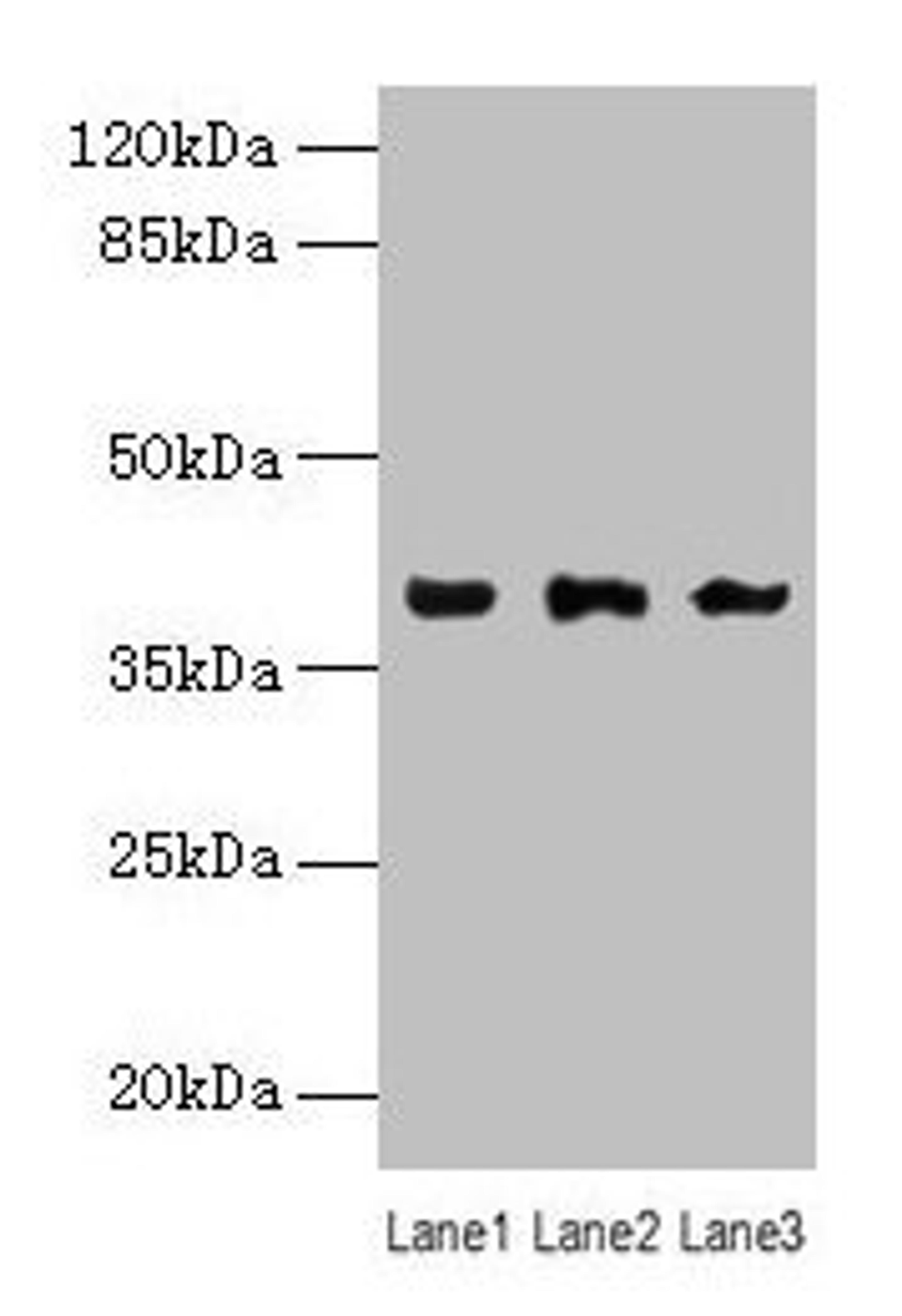 Western blot. All lanes: Anxa1 antibody at 12µg/ml. Lane 1: K562 whole cell lysate. Lane 2: Hela whole cell lysate. Lane 3: HepG2 whole cell lysate. Secondary. Goat polyclonal to rabbit IgG at 1/10000 dilution. Predicted band size: 39 kDa. Observed band size: 39 kDa