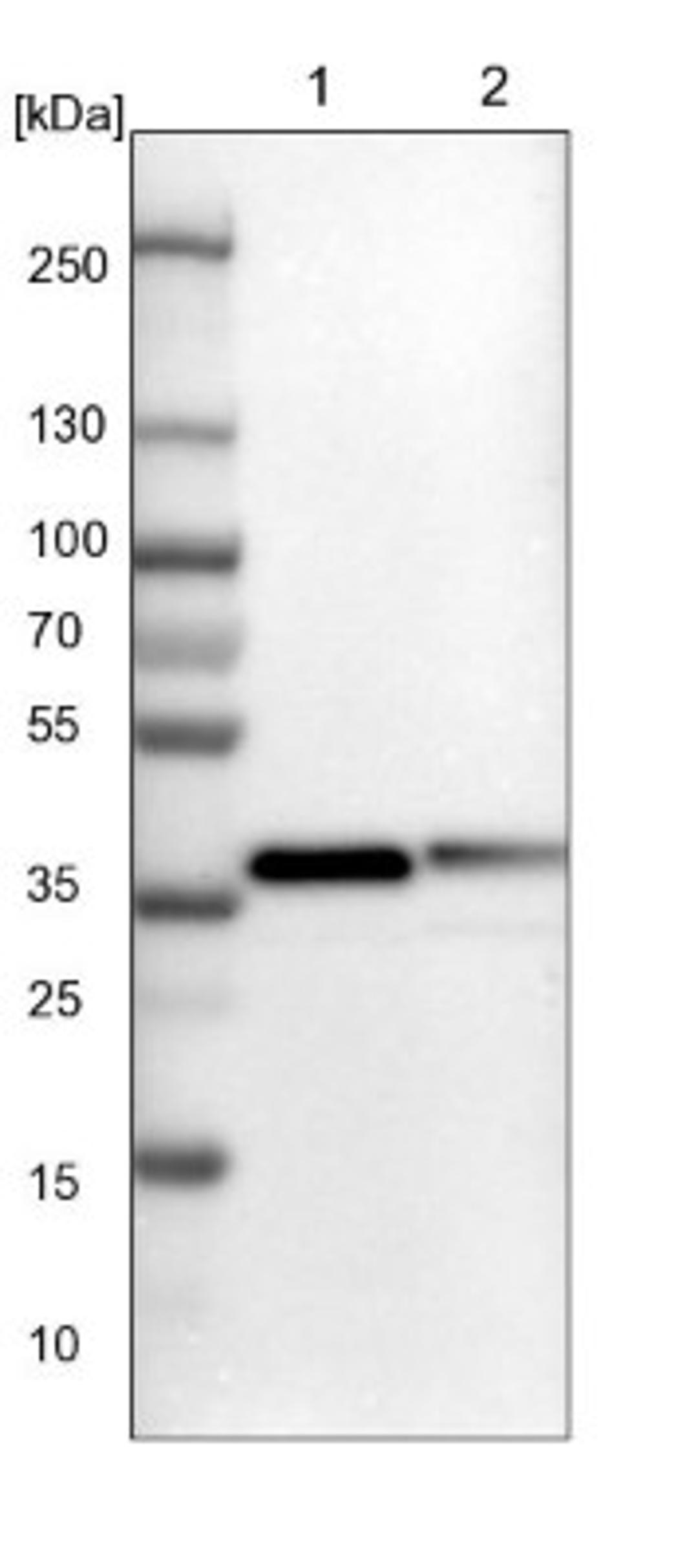 Western Blot: GULP1/CED-6 Antibody [NBP1-84553] - Lane 1: NIH-3T3 cell lysate (Mouse embryonic fibroblast cells)<br/>Lane 2: NBT-II cell lysate (Rat Wistar bladder tumour cells)