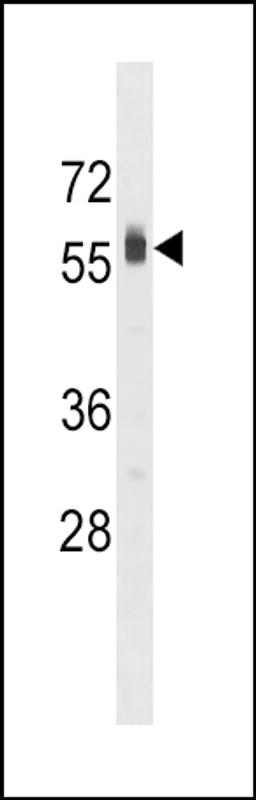 Western blot analysis in HepG2 cell line lysates (35ug/lane).