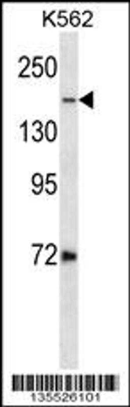 Western blot analysis in K562 cell line lysates (35ug/lane).