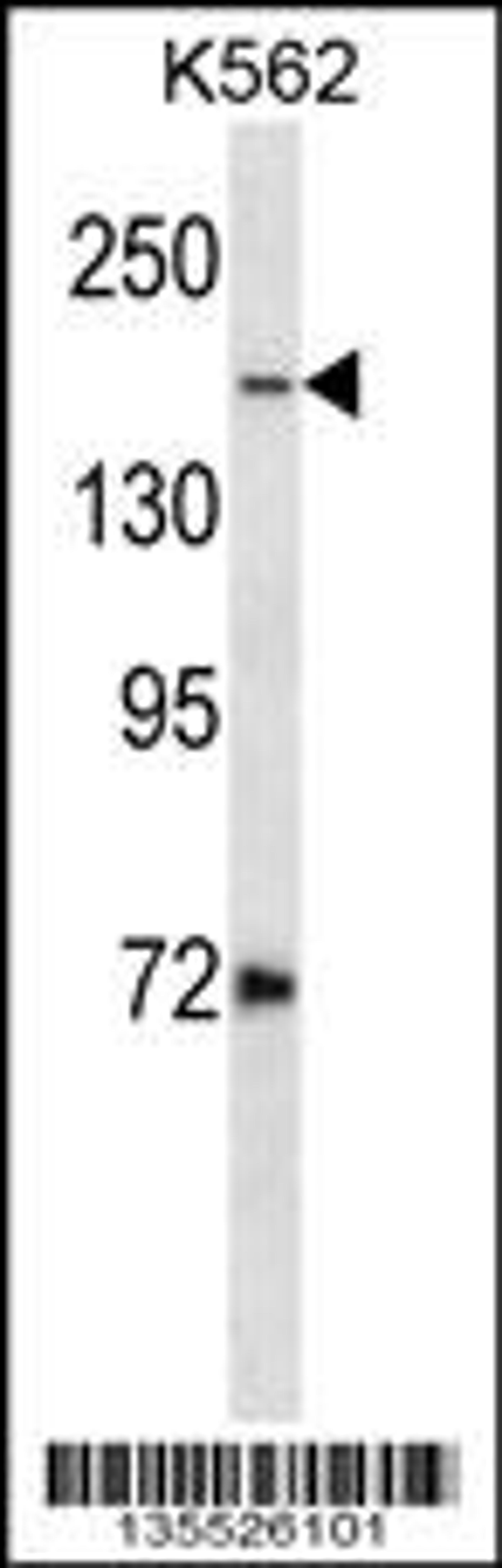 Western blot analysis in K562 cell line lysates (35ug/lane).