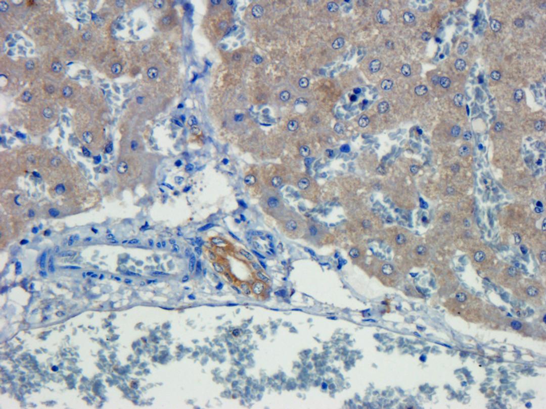 IHC-P staining of pig liver tissue using TNF alpha antibody (dilution at 1:100)