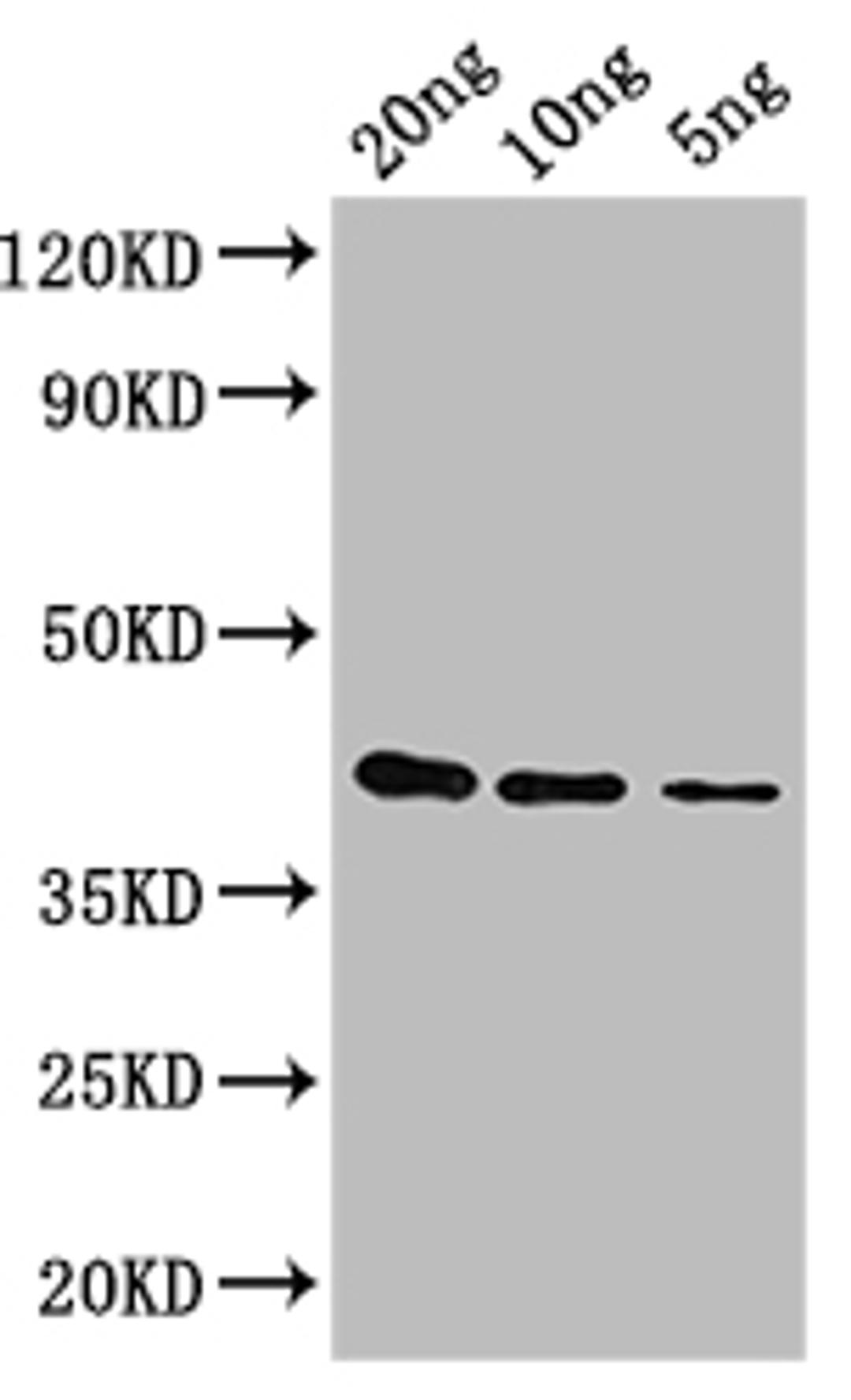 Western Blot. Positive WB detected in: recombinant protein. All lanes: gag-pol Antibody at 1:1000. Secondary. Goat polyclonal to rabbit IgG at 1/50000 dilution. Predicted band size: 40 kDa. Observed band size: 40 kDa. 