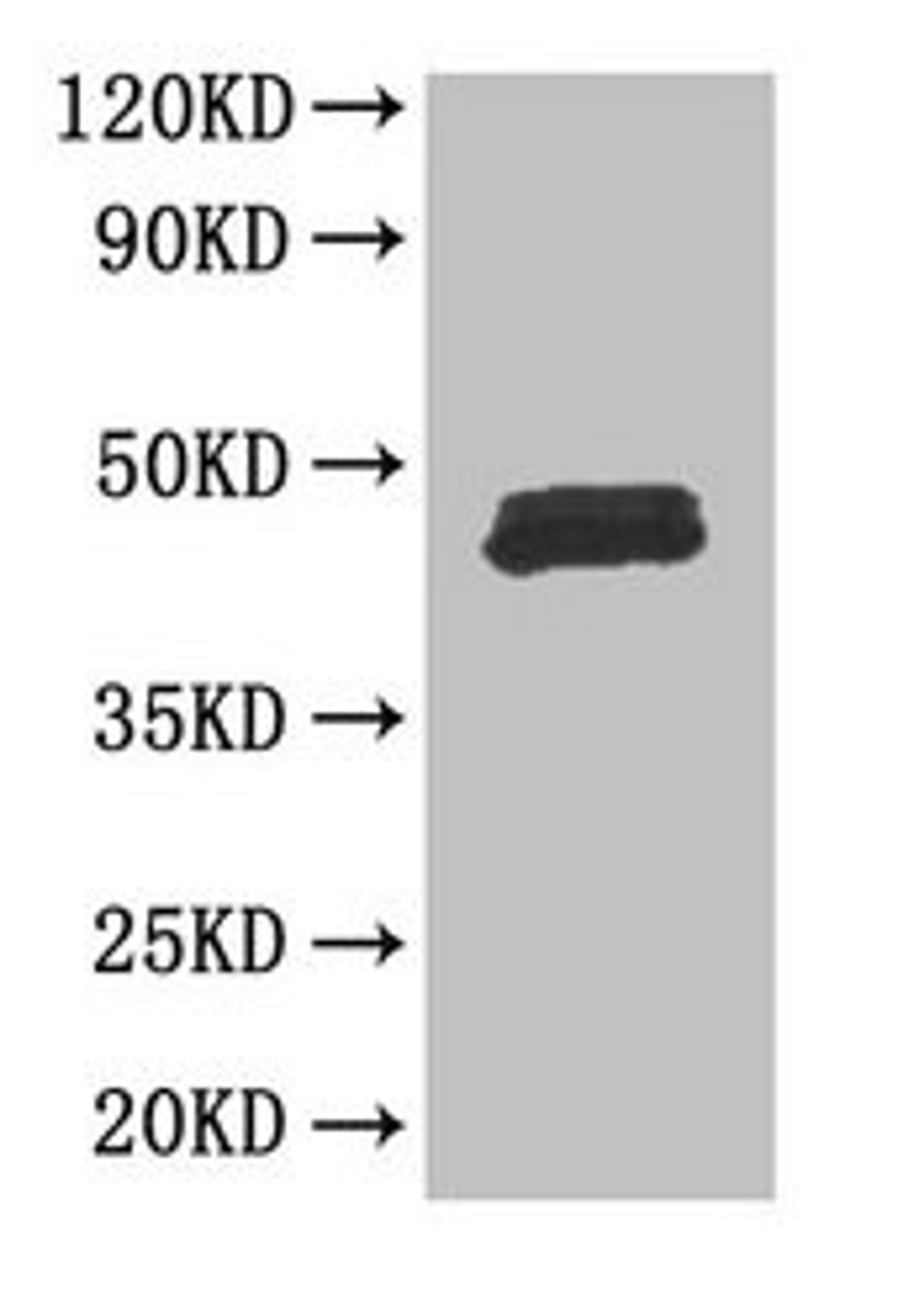 Western Blot. Positive WB detected in: Mouse thymus tissue. All lanes: FOXP3 antibody at 3µg/ml. Secondary. Goat polyclonal to rabbit IgG at 1/50000 dilution. Predicted band size: 48, 44, 50, 45 kDa. Observed band size: 48 kDa