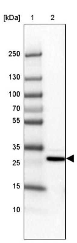 Western Blot: MBNL3 Antibody [NBP1-85635] - Lane 1: Marker [kDa] 250, 130, 100, 70, 55, 35, 25, 15, 10<br/>Lane 2: Hep-G2