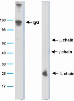 Western Blot: Bat Immunoglobulin Antibody (BT1-4F10) [NBP2-23483] - Analysis of whole serum as detected by NBP2-23483.  Left side shows the non-reduced lane, mainly IgG because all the chains are attached to each other.  The right side is the reduced lane, where the different chains are separated and the one directly bound by the mAb (Light chain) is visualized.