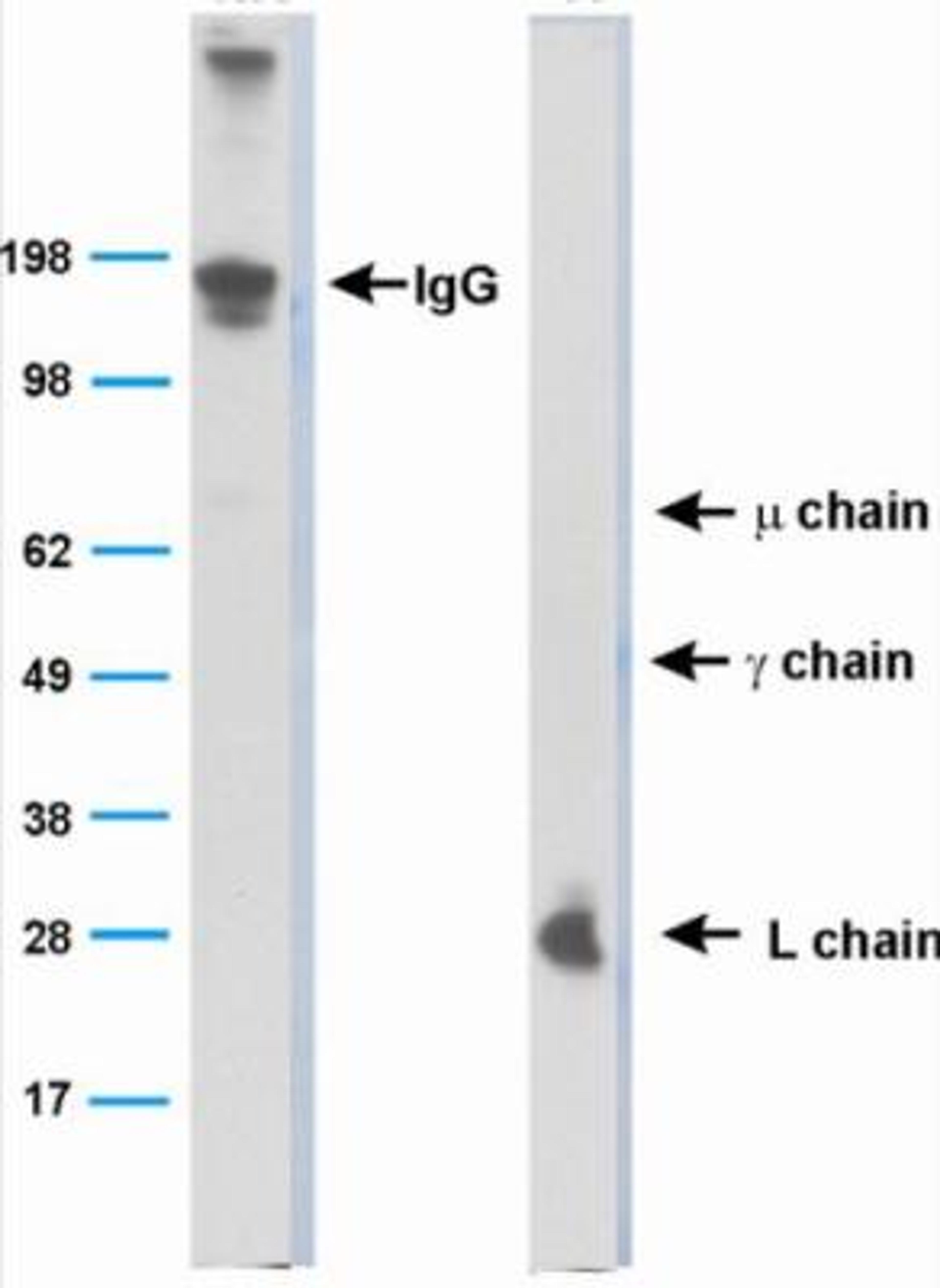 Western Blot: Bat Immunoglobulin Antibody (BT1-4F10) [NBP2-23483] - Analysis of whole serum as detected by NBP2-23483.  Left side shows the non-reduced lane, mainly IgG because all the chains are attached to each other.  The right side is the reduced lane, where the different chains are separated and the one directly bound by the mAb (Light chain) is visualized.