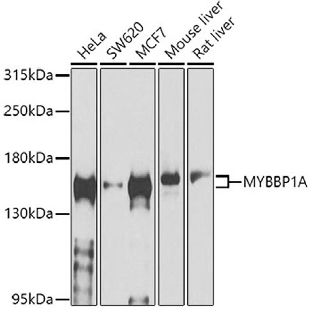 Western blot - MYBBP1A antibody (A4429)