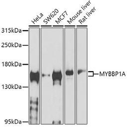 Western blot - MYBBP1A antibody (A4429)