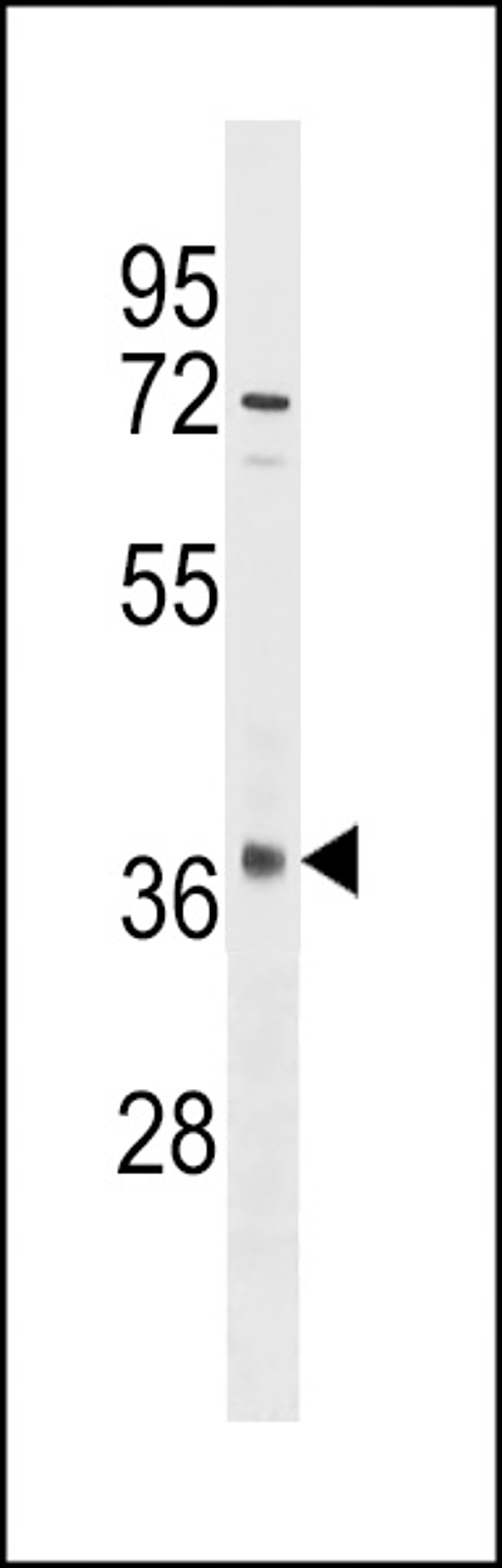 Western blot analysis in Hela cell line lysates (35ug/lane).