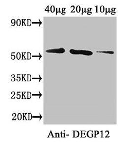 Western Blot. Positive WB detected in: Arabidopsis thaliana (40µg, 20µg, 10µg). All lanes: DEGP12 antibody at 3.4µg/ml. Secondary. Goat polyclonal to rabbit IgG at 1/50000 dilution. Predicted band size: 57 kDa. Observed band size: 57 kDa