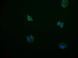 Immunofluorescence staining of HepG2 cell with CSB-RA178866A0HU at 1:50, counter-stained with DAPI. The cells were fixed in 4% formaldehyde and blocked in 10% normal Goat Serum. The cells were then incubated with the antibody overnight at 4°C. The secondary antibody was Alexa Fluor 569-congugated AffiniPure Goat Anti-Rabbit IgG(H+L).