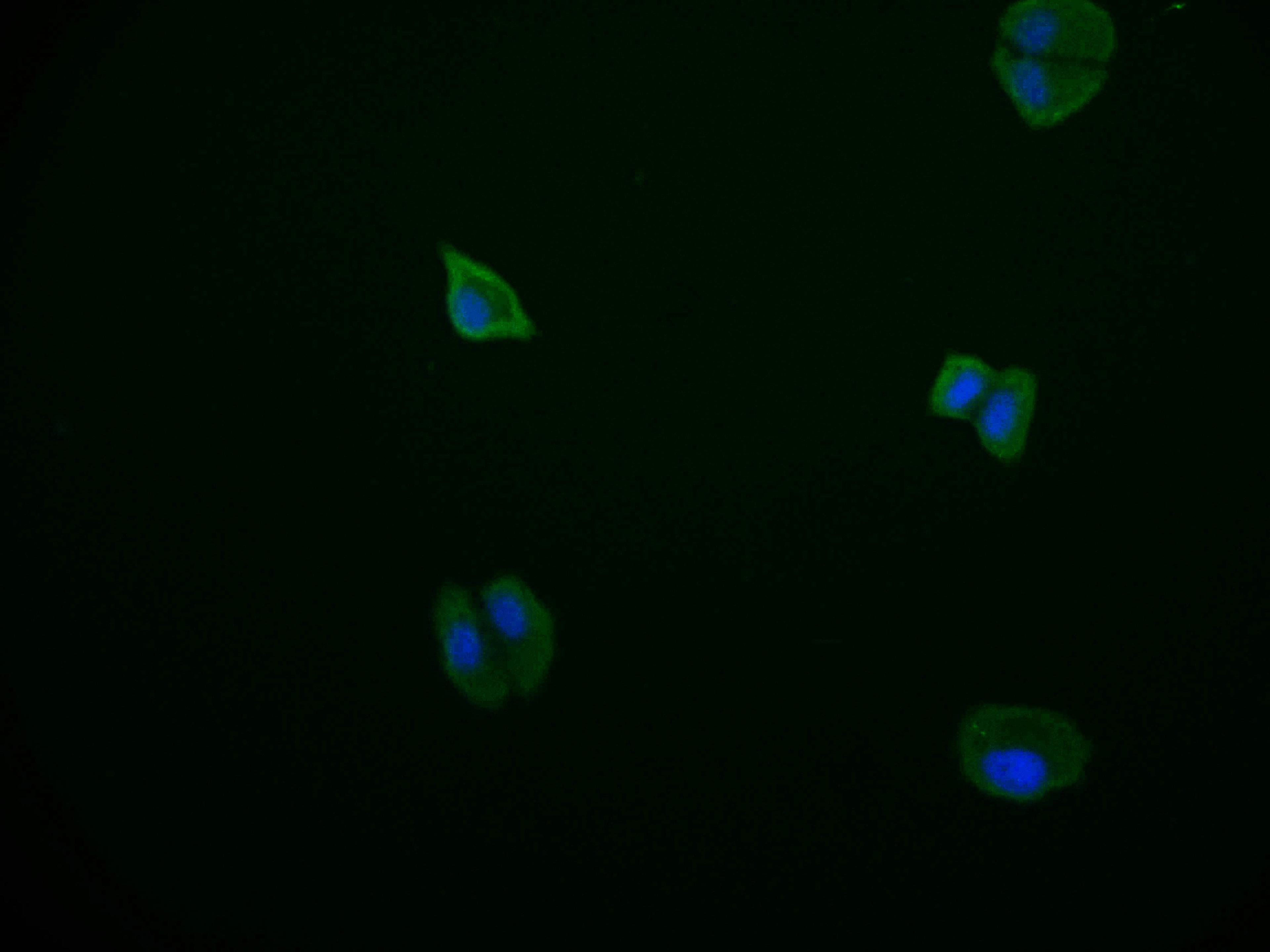 Immunofluorescence staining of HepG2 cell with CSB-RA178866A0HU at 1:50, counter-stained with DAPI. The cells were fixed in 4% formaldehyde and blocked in 10% normal Goat Serum. The cells were then incubated with the antibody overnight at 4°C. The secondary antibody was Alexa Fluor 569-congugated AffiniPure Goat Anti-Rabbit IgG(H+L).