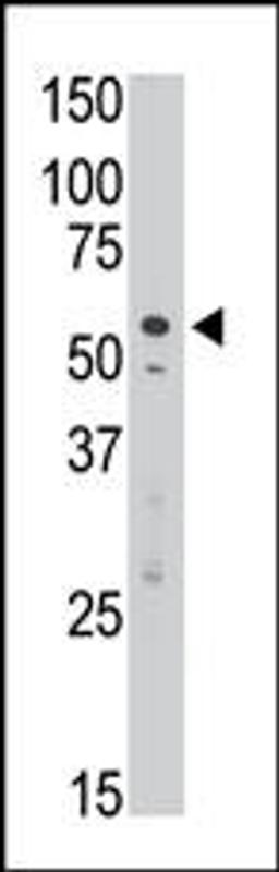 Antibody is used in Western blot to detect DSiglec in Jurkat cell lysate.