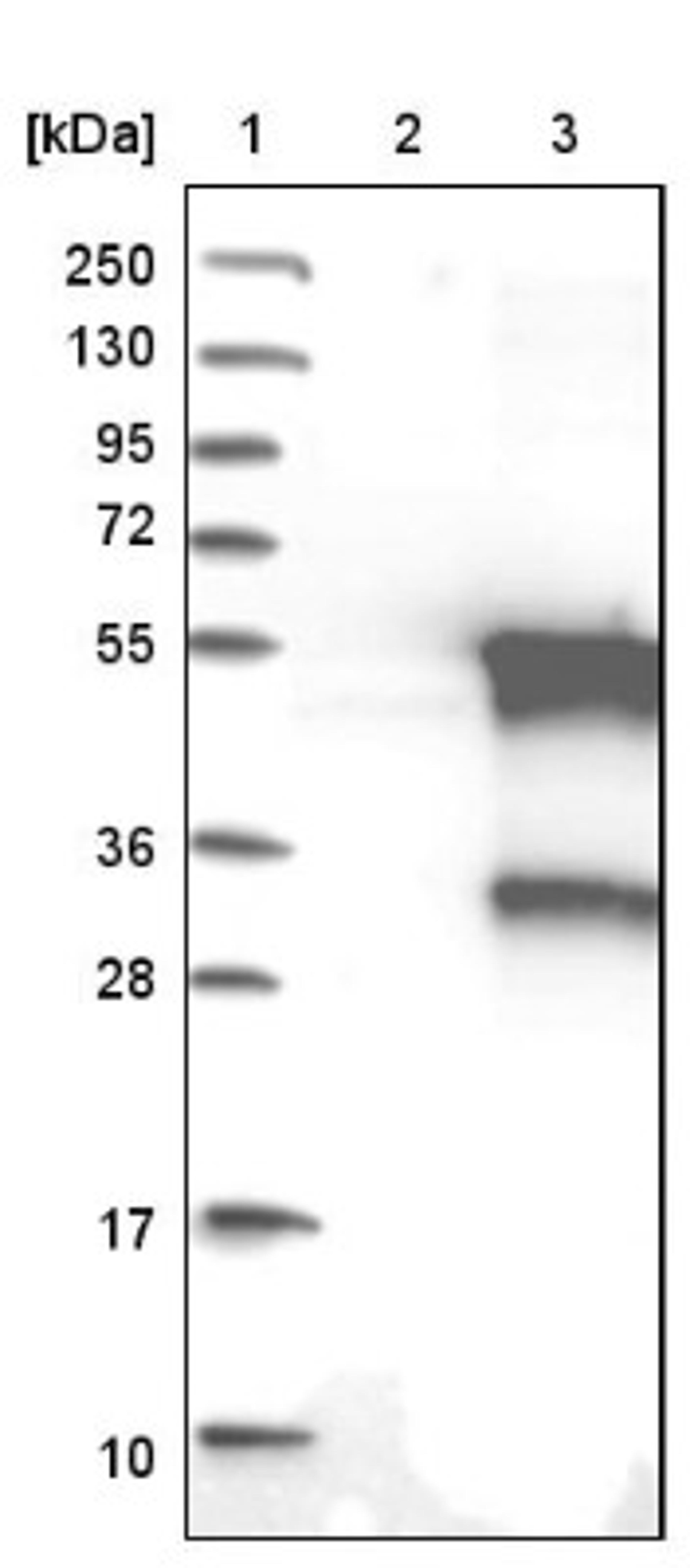 Western Blot: ZNF24 Antibody [NBP1-82866] - Lane 1: Marker [kDa] 250, 130, 95, 72, 55, 36, 28, 17, 10<br/>Lane 2: Negative control (vector only transfected HEK293T lysate)<br/>Lane 3: Over-expression lysate (Co-expressed with a C-terminal myc-DDK tag (~3.1 kDa) in mammalian HEK293T cells, LY416290)