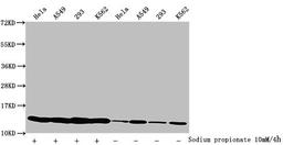Western Blot. Detected samples: Hela whole cell lysate, A549 whole cell lysate, 293 whole cell lysate, K562 whole cell lysate; Untreated (-) or treated (+) with 10mM sodium propionate for 4h. All lanes: HIST1H4A antibody at 1:2000. Secondary. Goat polyclonal to rabbit IgG at 1/40000 dilution. Predicted band size: 12 kDa. Observed band size: 12 kDa