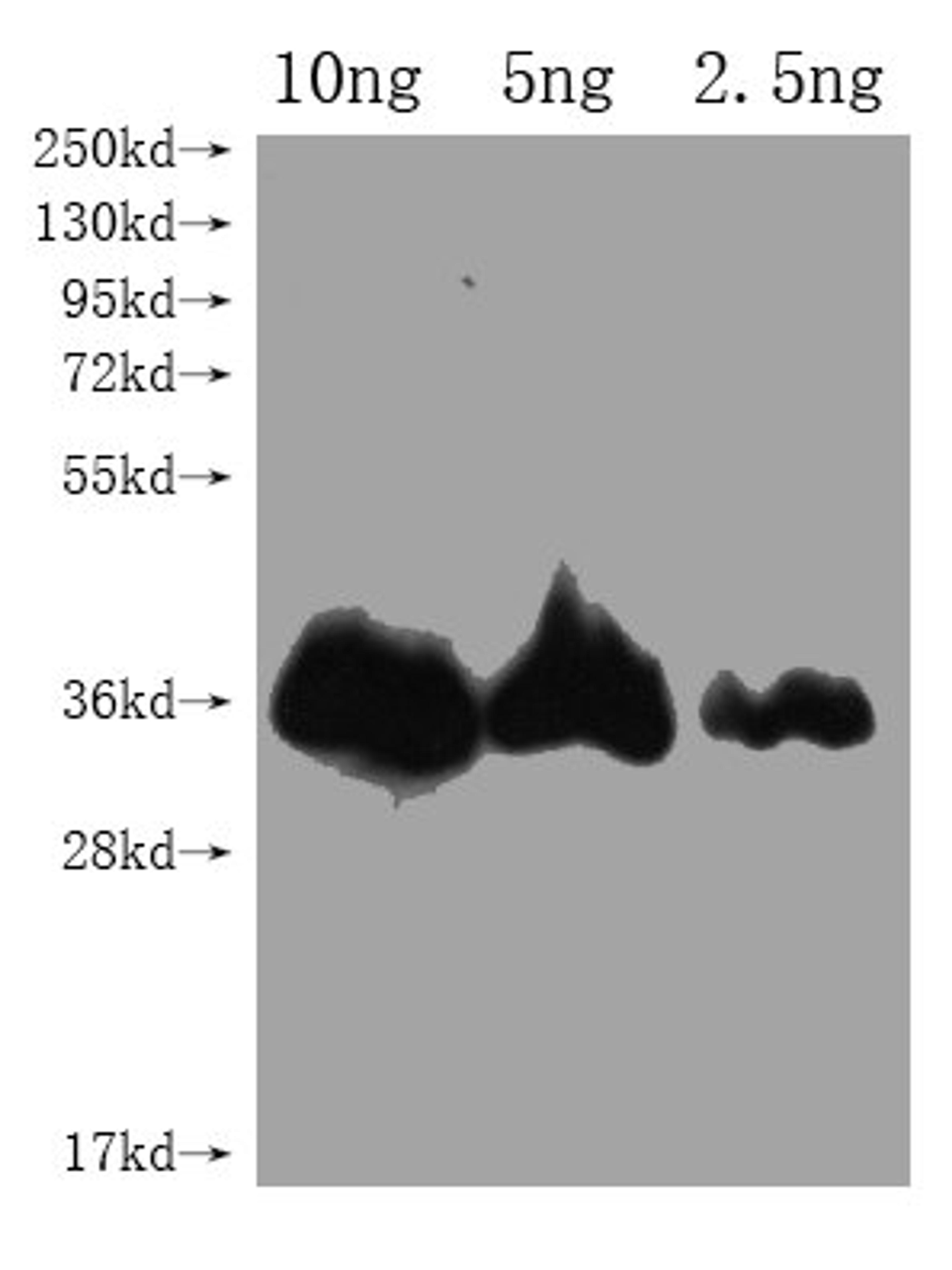 Western Blot. Positive WB detected in Recombinant protein. All lanes: CHLI1 antibody at 1:2000. Secondary. Goat polyclonal to rabbit IgG at 1/50000 dilution. Predicted band size: 35.1 kDa. Observed band size: 35 kDa. 