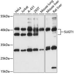 Western blot - SUGT1 antibody (A13908)