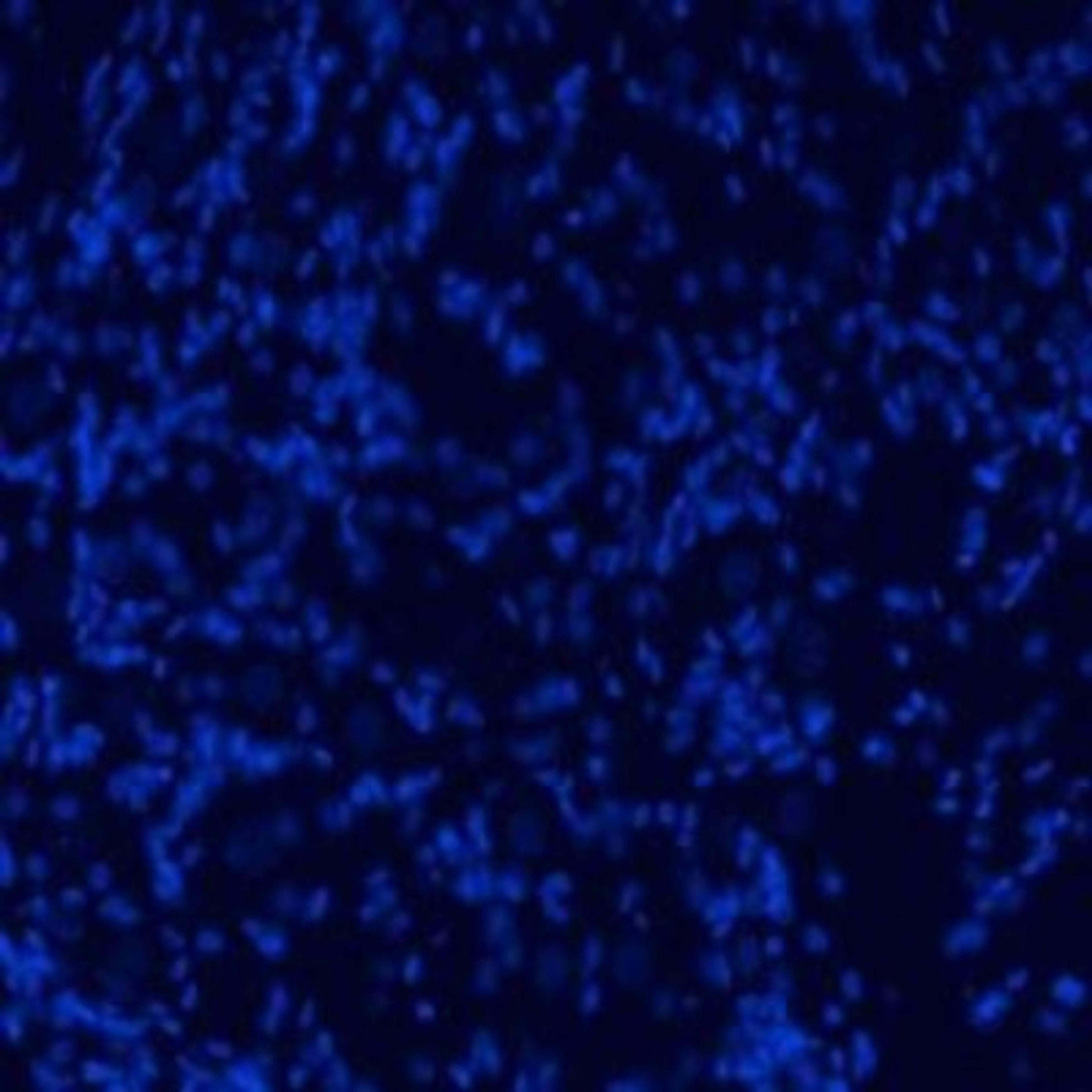 Immunocytochemistry/Immunofluorescence: proBDNF Antibody [NB100-98756] - Rat DRG stained with DAPI.