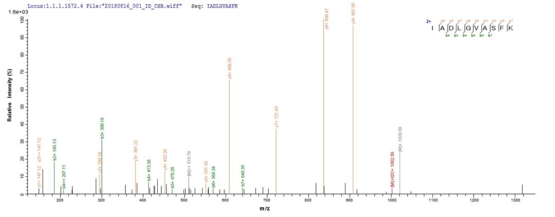 Based on the SEQUEST from database of E.coli host and target protein, the LC-MS/MS Analysis result of CSB-EP720181MO could indicate that this peptide derived from E.coli-expressed Mus musculus (Mouse) Ripk1.