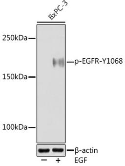 Western blot - Phospho-EGFR-Y1068 Rabbit mAb (AP0994)