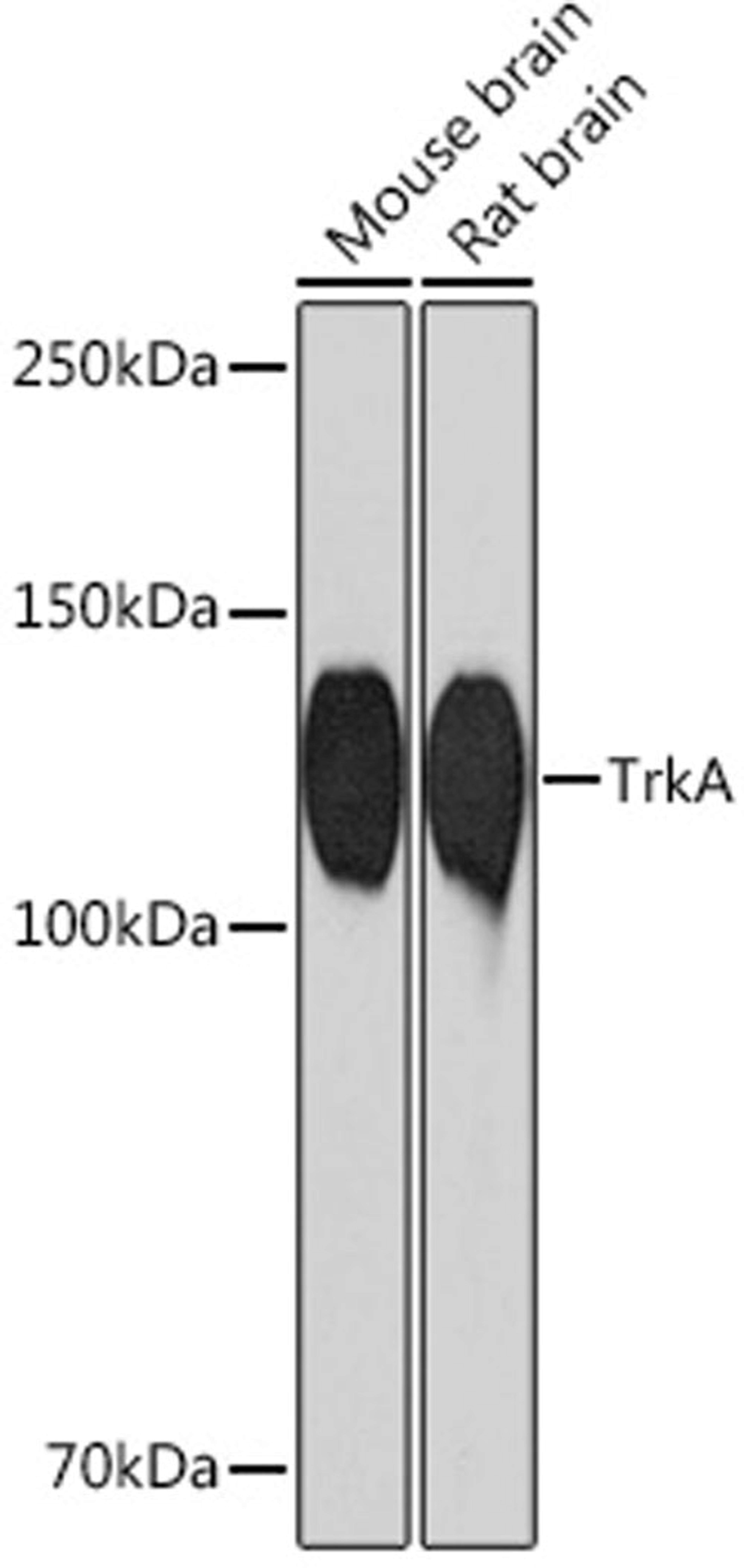 Western blot - TrkA Rabbit mAb (A4147)