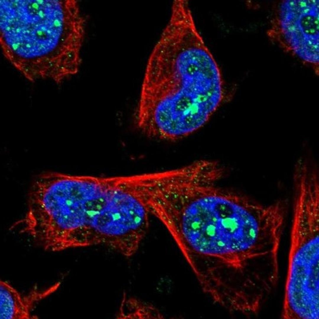 Immunocytochemistry/Immunofluorescence: C14orf177 Antibody [NBP1-82049] - Staining of human cell line U-251MG shows positivity in nuclei.