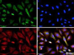 Immunocytochemistry/Immunofluorescence: CIP2A Antibody (2G10) [NB110-59722] - CIP2A antibody was tested in U2OS cells with Dylight 488 (green). Nuclei and alpha-tubulin were counterstained with DAPI (blue) and Dylight 550 (red).