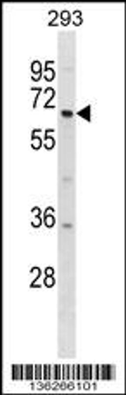 Western blot analysis in 293 cell line lysates (35ug/lane).