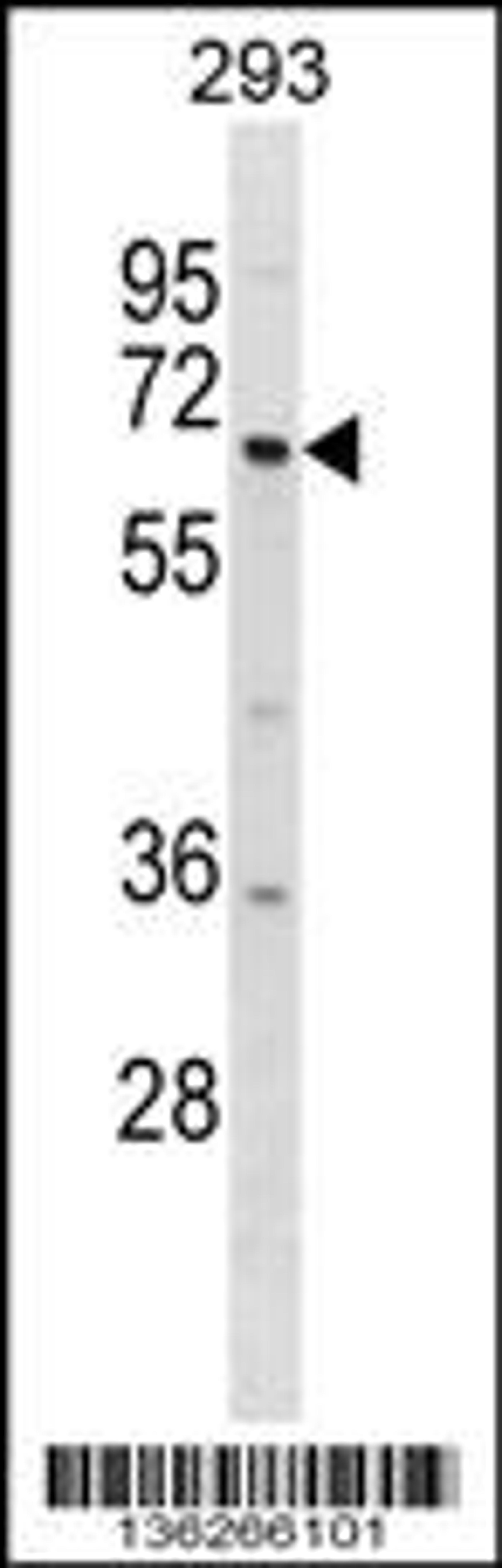 Western blot analysis in 293 cell line lysates (35ug/lane).