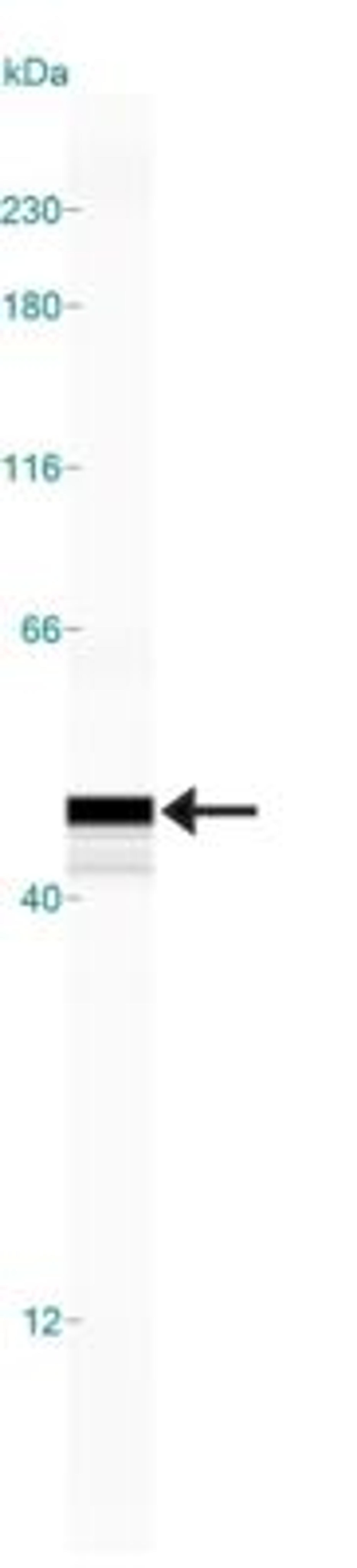 Simple Western: PGD2 Synthase/PTGDS Antibody [NB110-59909] - Simple Western lane view shows a specific band for PGD2/Synthase/PTGDS in 0.5 mg/ml of Human Brain lysate.  This experiment was performed under reducing conditions using the 12-230 kDa separation system.