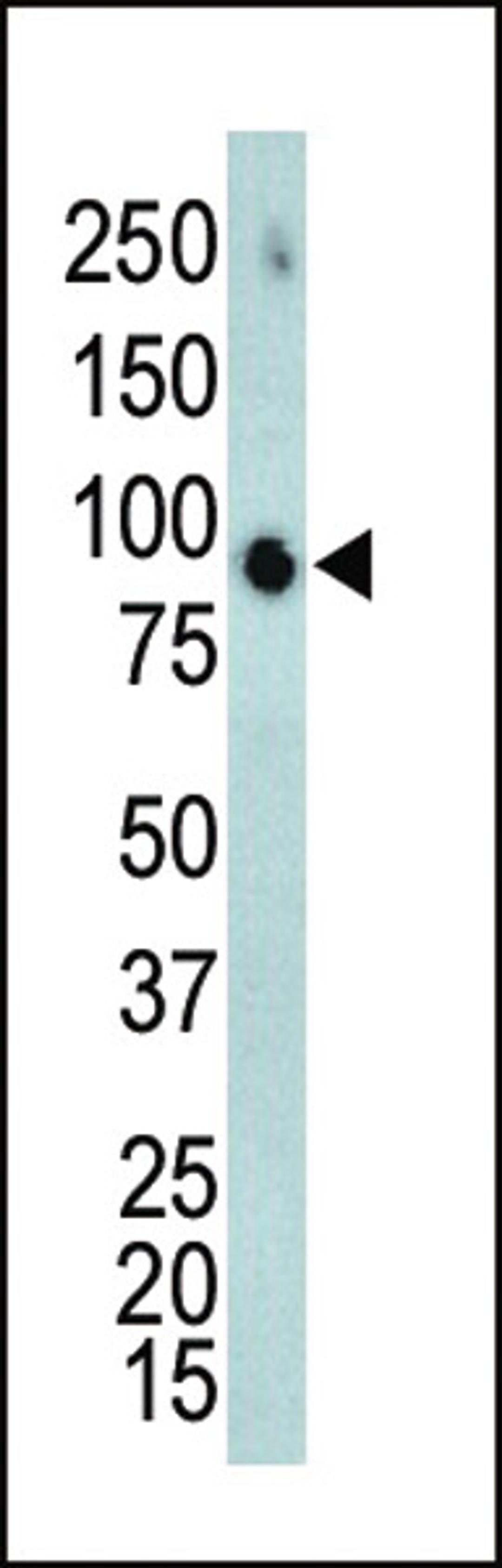 Western blot analysis of anti-ERK4 Pab in mouse brain tissue lysate