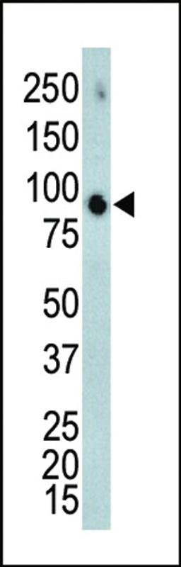 Western blot analysis of anti-ERK4 Pab in mouse brain tissue lysate