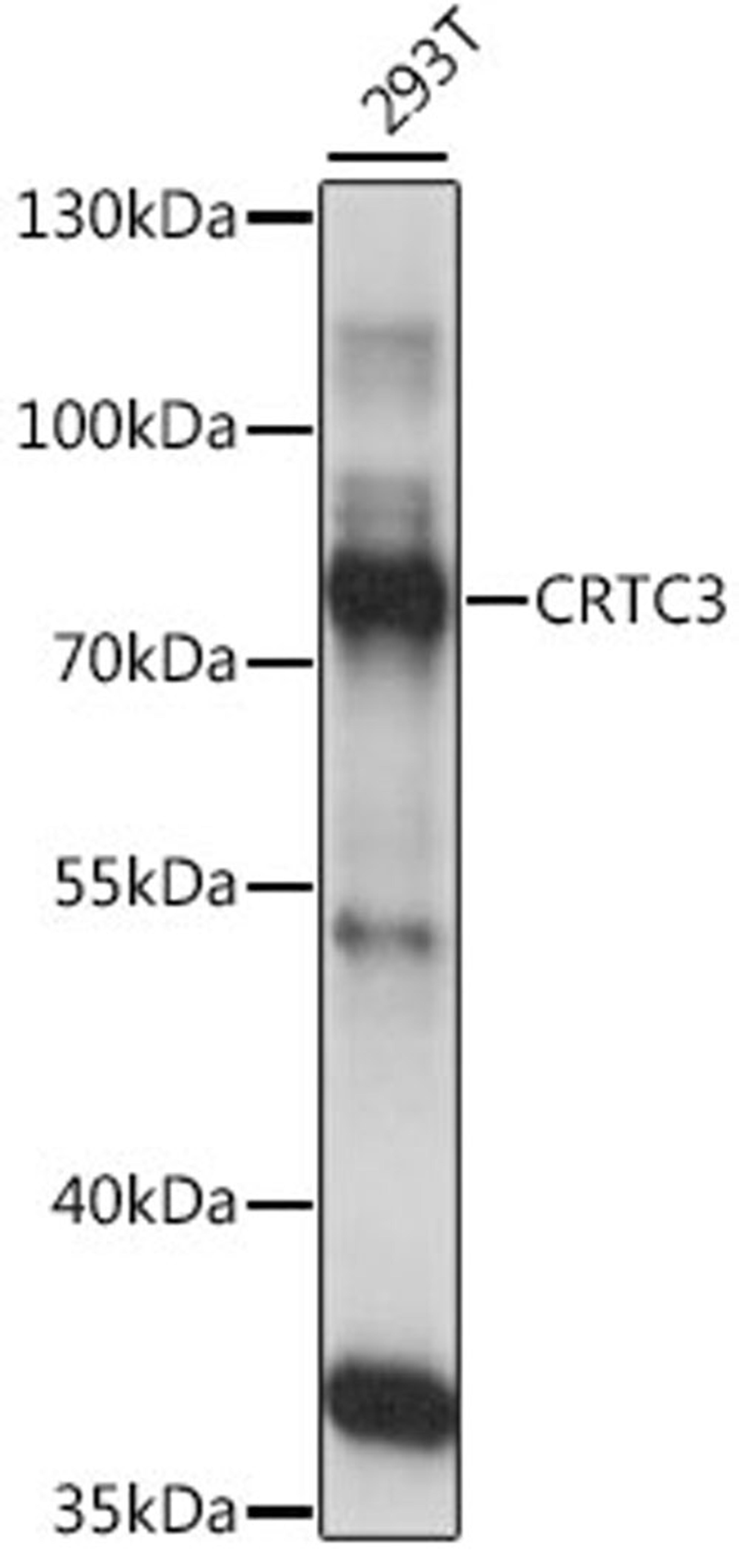 Western blot - CRTC3 antibody (A15890)