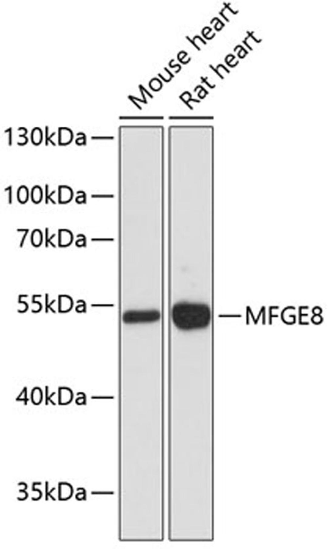 Western blot - MFGE8 antibody (A12322)