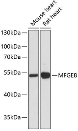 Western blot - MFGE8 antibody (A12322)