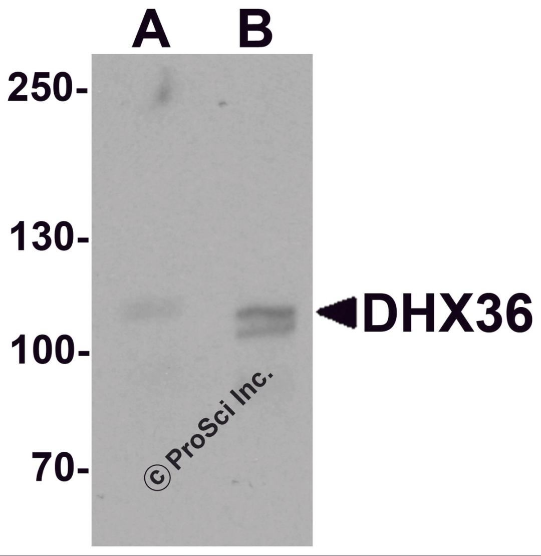 Western blot analysis of DHX36 in mouse liver tissue lysate with DHX36 antibody at (A) 0.5 and (B) 1 &#956;g/mL.