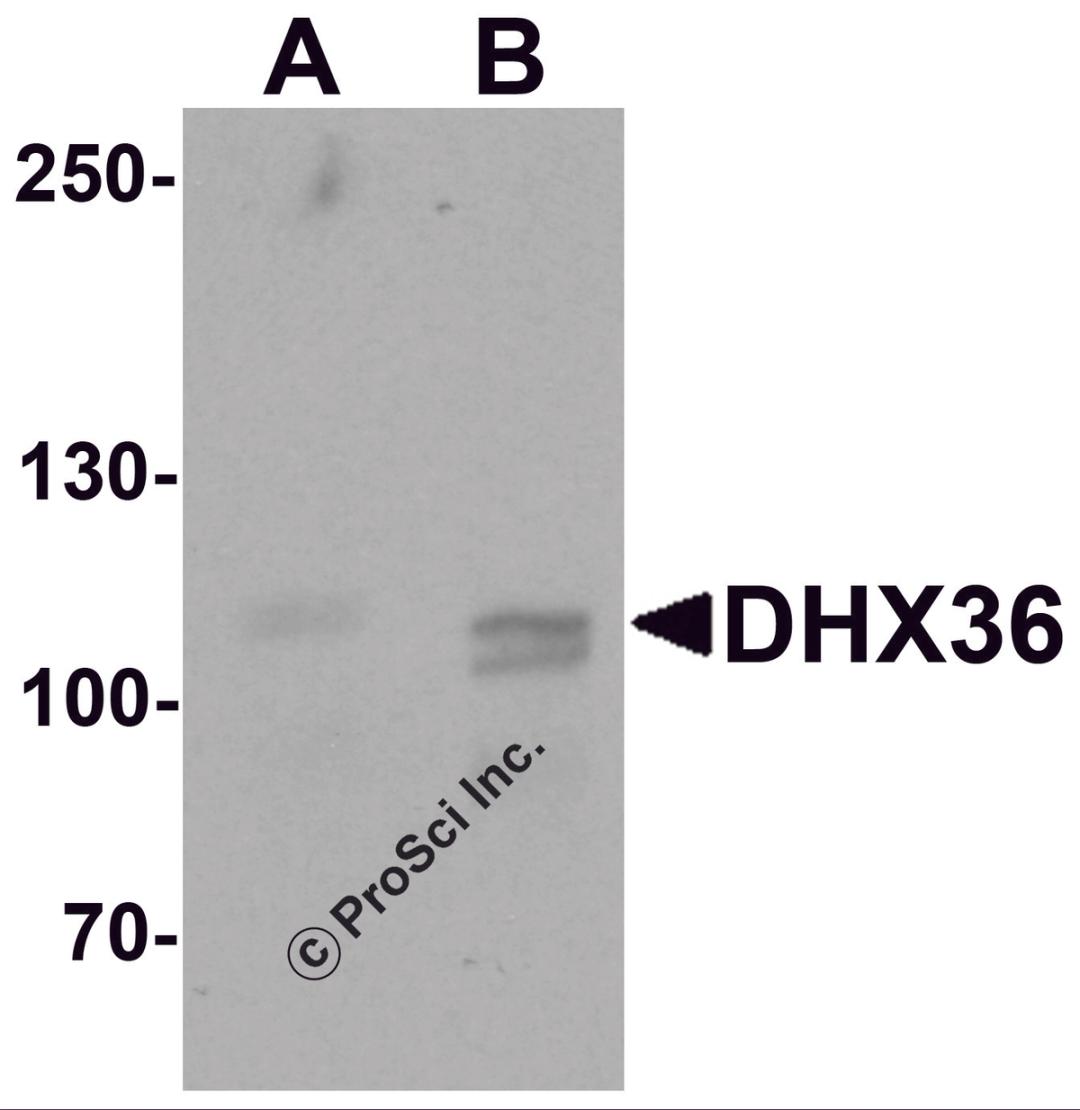 Western blot analysis of DHX36 in mouse liver tissue lysate with DHX36 antibody at (A) 0.5 and (B) 1 μg/mL.
