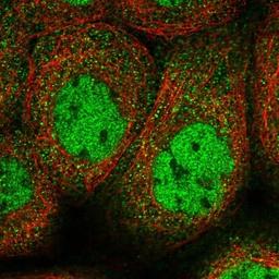 Immunocytochemistry/Immunofluorescence: SEC3 Antibody [NBP1-89957] - Staining of human cell line A-431 shows positivity in nucleus but not nucleoli.