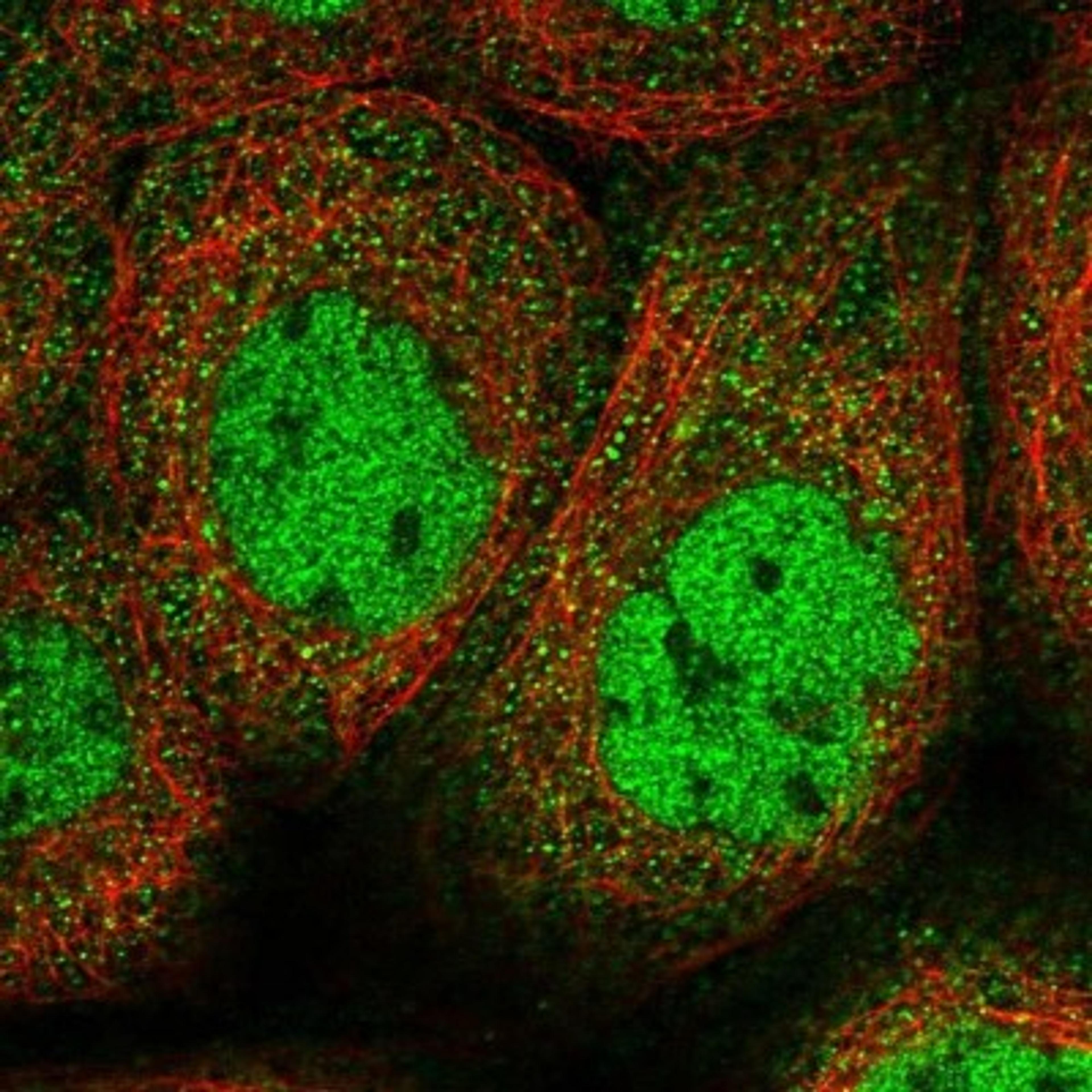 Immunocytochemistry/Immunofluorescence: SEC3 Antibody [NBP1-89957] - Staining of human cell line A-431 shows positivity in nucleus but not nucleoli.